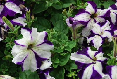 Syngenta Flowers, Inc.: TriTunia™ Petunia Blue Star 