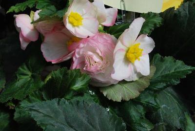 Syngenta Flowers, Inc.: Go-Go™ Begonia Rose Bicolor 