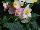Syngenta Flowers, Inc.: Begonia  'Rose Bicolor' 