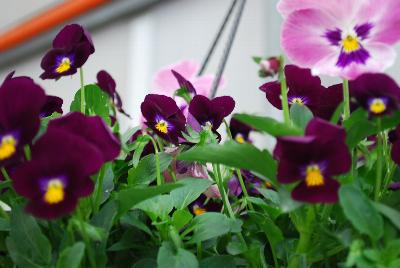 SeedSation™ Seed Mixes COMBO Merry Berry Mix