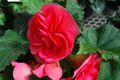 Syngenta Flowers, Inc.: Go-Go™ Begonia Cherry 