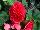 Syngenta Flowers, Inc.: Begonia  'Cherry' 