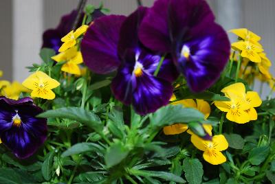 SeedSation™ Seed Mixes COMBO Cloudy Sky Mix