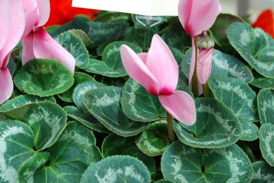 Rainier™ Cyclamen (Standard) Light Pink with Eye 