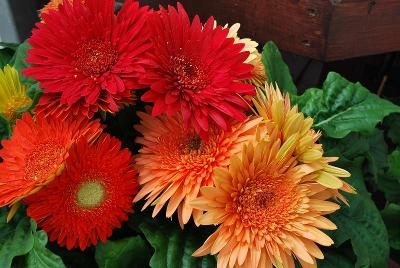 Cartwheel™ Gerbera Autumn Colors 