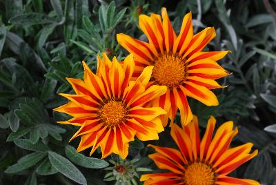 Kiss&trade; Gazania Frosty Orange Flame 