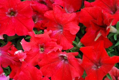Syngenta Flowers, Inc.: TriTunia™ Petunia Red 