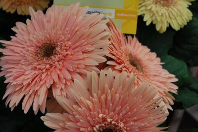 Syngenta Flowers, Inc.: Cartwheel™ Gerbera Chardonnay 