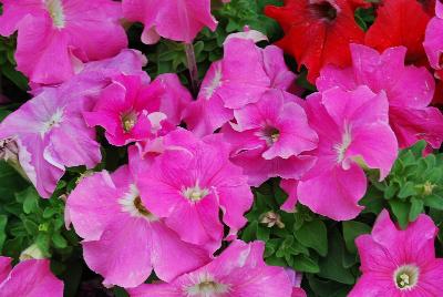 Syngenta Flowers, Inc.: TriTunia™ Petunia Pink 