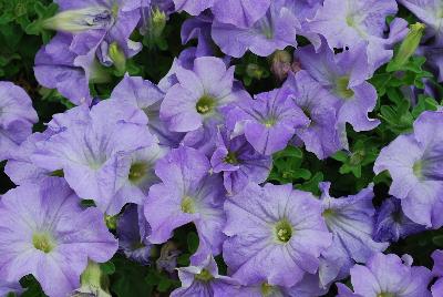 Syngenta Flowers, Inc.: TriTunia™ Petunia Sky Blue 