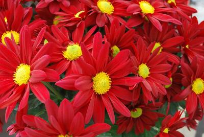 Outrageous&trade; Chrysanthemum, Pot Red 