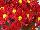 Syngenta Flowers, Inc.: Chrysanthemum, Pot  'Red' 