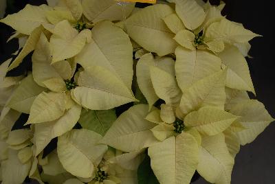 Titan™ Poinsettia White