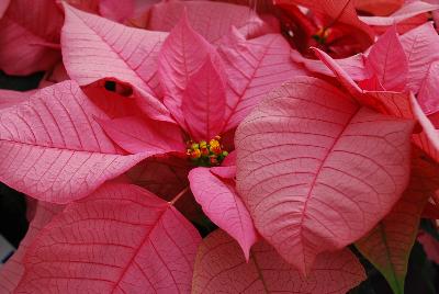 Titan™ Poinsettia Pink