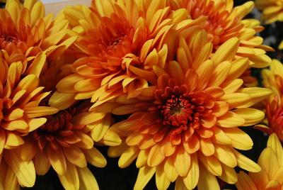 Newport™ Chrysanthemum, Pot Bronze 