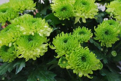 Limerick™ Chrysanthemum, Pot 'Lime'