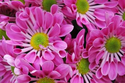 Starling&trade; Chrysanthemum, Pot 'Pink'
