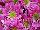Syngenta Flowers, Inc.: Chrysanthemum, Pot  'Pink' 