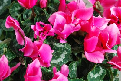 Perfetto™ Cyclamen Deep Rose 