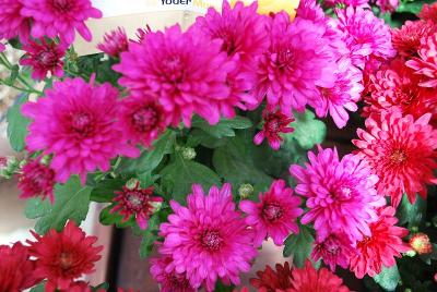 Wanda™ Chrysanthemum, Garden 'Purple'