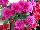 Syngenta Flowers, Inc.: Chrysanthemum, Garden  'Purple' 