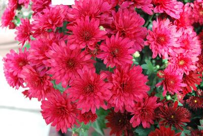 Wanda™ Chrysanthemum, Garden Red 
