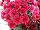 Syngenta Flowers, Inc.: Chrysanthemum, Garden  'Red' 