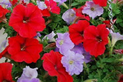 SeedSation™ Seed Mixes COMBO Freedom Rings Mix