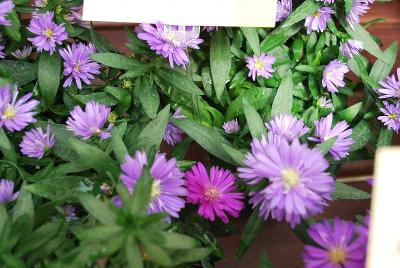 Royalty™ Asters Henry I Blue 