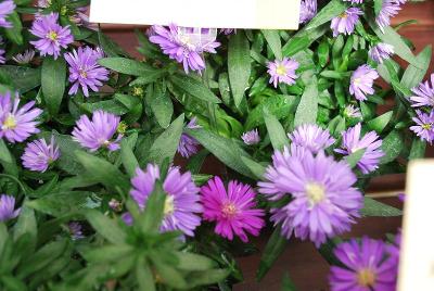 Royalty&trade; Asters Henry I Blue 