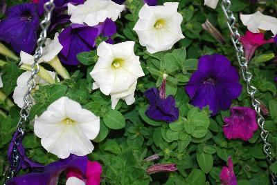 SeedSation™ Seed Mixes COMBO Easter Bow Mix