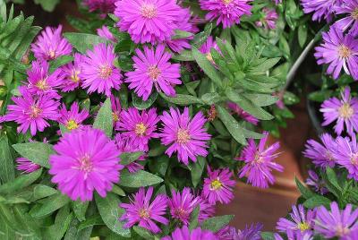 Royalty&trade; Asters Henry I Pink 