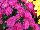 Syngenta Flowers, Inc.: Chrysanthemum, Garden  'Pink' 