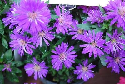 Royalty&trade; Asters 'Henry I Purple'