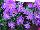 Syngenta Flowers, Inc.: Asters  'Henry I Purple' 