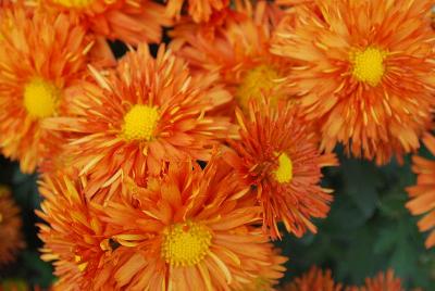 Makenna™ Chrysanthemum, Garden 'Orange'