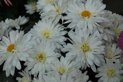 Makenzie™ Chrysanthemum, Garden White 