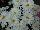 Syngenta Flowers, Inc.: Chrysanthemum, Garden  'White' 