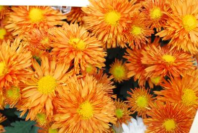 Susan&trade; Chrysanthemum, Garden 'Coral'