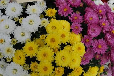 Chelsey™ COMBO Pink, Yellow and White 