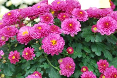 Gigi™ Chrysanthemum, Garden Dark Pink 