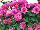 Syngenta Flowers, Inc.: Chrysanthemum, Garden  'Dark Pink' 