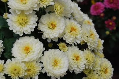 Gigi™ Chrysanthemum, Garden Snow 