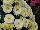Syngenta Flowers, Inc.: Chrysanthemum, Garden  'Snow' 
