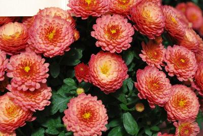 Gigi™ Chrysanthemum, Garden Coral 