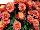 Syngenta Flowers, Inc.: Chrysanthemum, Garden  'Coral' 
