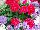 Syngenta Flowers, Inc.: COMBO  '' 