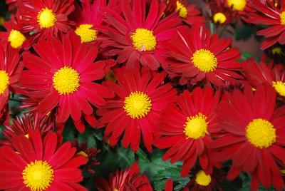 Bonnie&trade; Chrysanthemum, Garden 'Red'