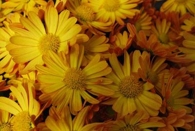 Michelle™ Chrysanthemum, Garden 'Gold'