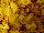 Syngenta Flowers, Inc.: Chrysanthemum, Garden  'Gold' 